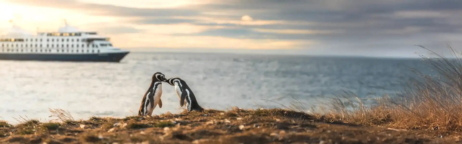 氷河とペンギンを一年中楽しむ