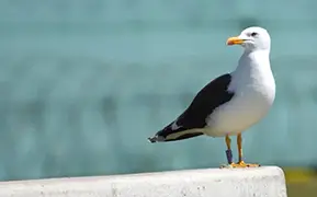ゼーブルッヘ の画像
