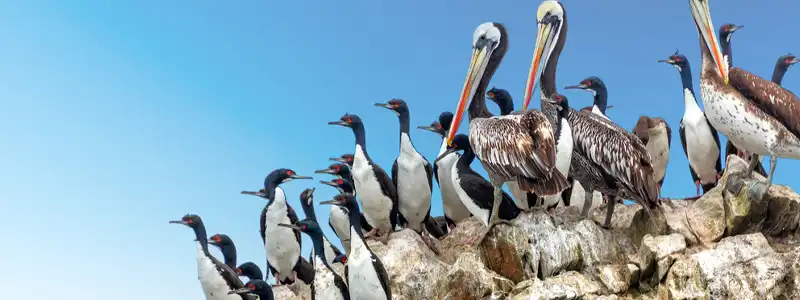 バジェスタス諸島
