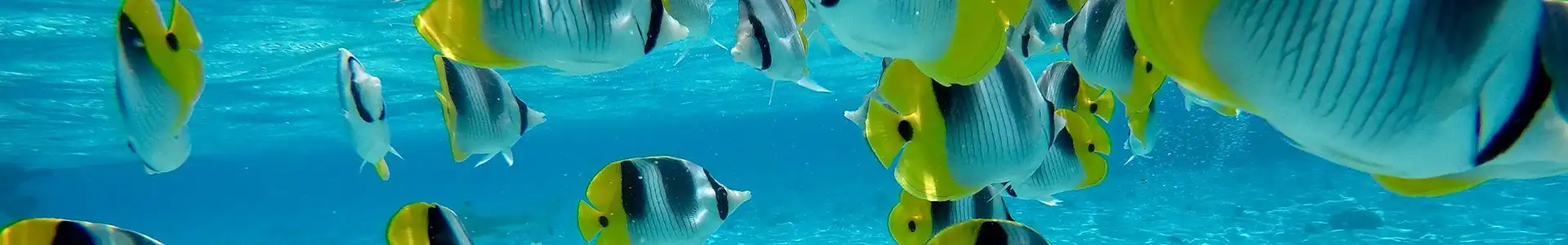 ボラボラ