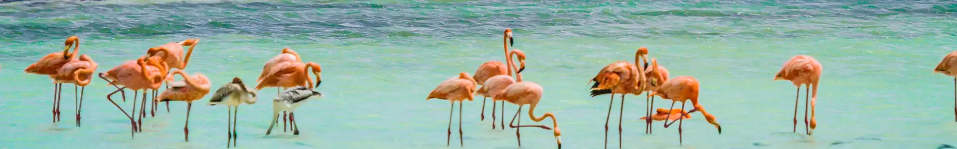 クラレンダイク