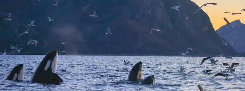 シェールヴォイ